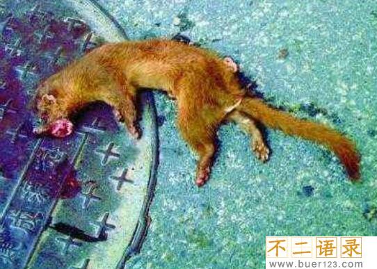 黄鼠狼附身科学解释，不存在附身(只是一种癔症性精神病)图片