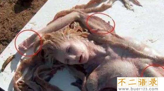 美人鱼真的存在吗？真相告诉你世界上有没有美人鱼图片