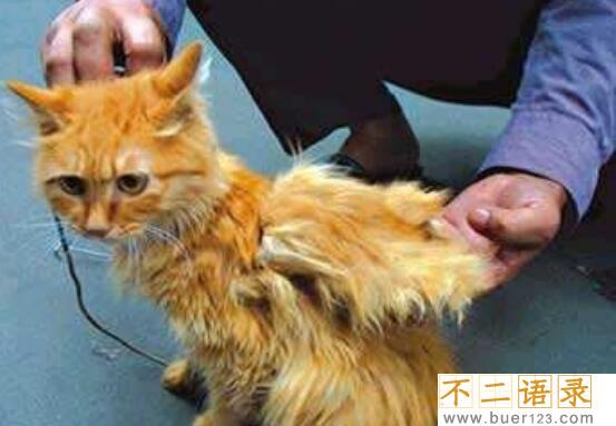 神秘物种天使猫，长有翅膀还会飞的未知生物(飞猫)