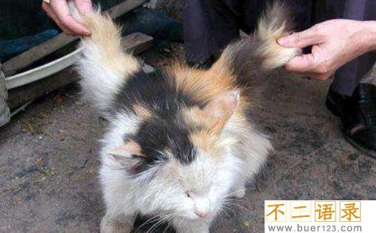 神秘物种天使猫，长有翅膀还会飞的未知生物(飞猫)图片