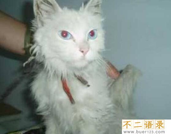 神秘物种天使猫，长有翅膀还会飞的未知生物(飞猫)图片