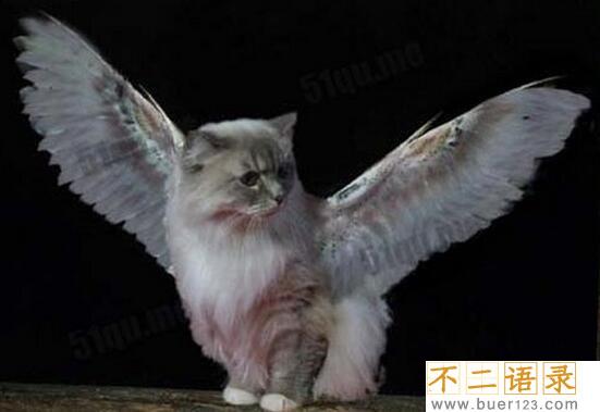 神秘物种天使猫，长有翅膀还会飞的未知生物(飞猫)图片