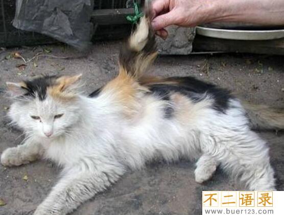 神秘物种天使猫，长有翅膀还会飞的未知生物(飞猫)图片