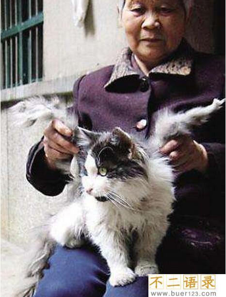 神秘物种天使猫，长有翅膀还会飞的未知生物(飞猫)图片
