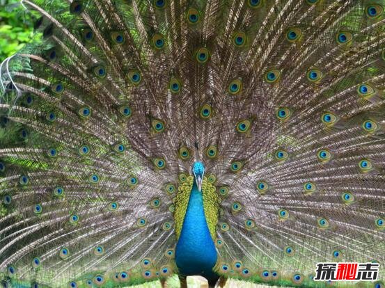 世界上最漂亮的孔雀，绿孔雀开屏简直美出天境(附图)图片