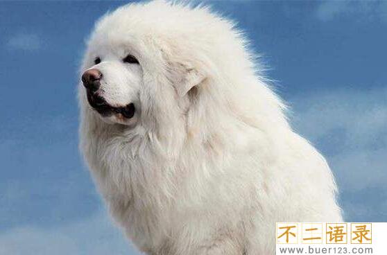 海蓝兽真的存在吗？黄金眼和雪獒交配30代变种(尊贵稀有)图片
