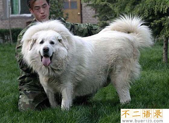海蓝兽真的存在吗？黄金眼和雪獒交配30代变种(尊贵稀有)