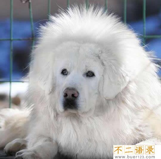 海蓝兽真的存在吗？黄金眼和雪獒交配30代变种(尊贵稀有)图片