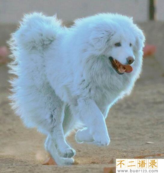 海蓝兽真的存在吗？黄金眼和雪獒交配30代变种(尊贵稀有)图片