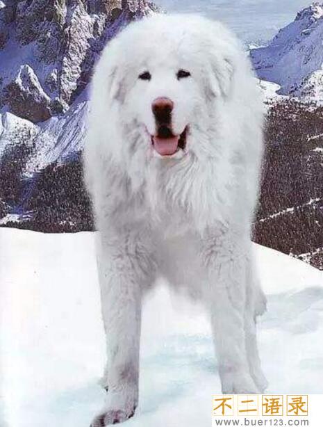 海蓝兽真的存在吗？黄金眼和雪獒交配30代变种(尊贵稀有)图片