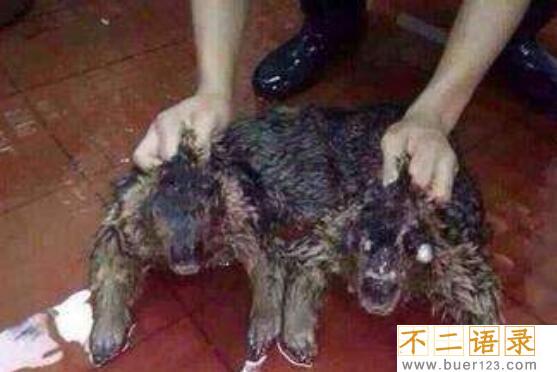 水猴子真的存在吗 水猴子并不真实存在（神话传说）图片
