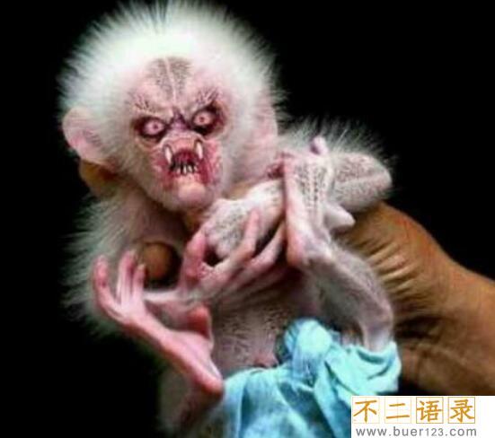 水猴子真的存在吗 水猴子并不真实存在（神话传说）图片