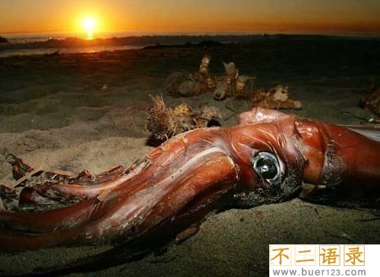 世界上第二大乌贼 大王乌贼长80米(仅次于大王酸浆鱿)图片