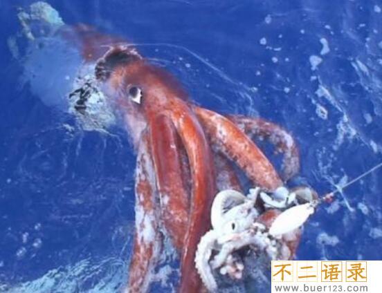 世界上第二大乌贼 大王乌贼长80米(仅次于大王酸浆鱿)图片