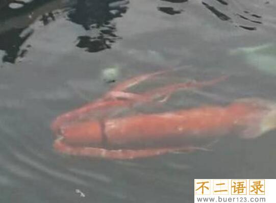 世界上第二大乌贼 大王乌贼长80米(仅次于大王酸浆鱿)图片