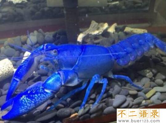 美国天空蓝魔虾，水质含铜产生纯蓝色变异品种(观赏虾)