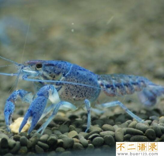 美国天空蓝魔虾，水质含铜产生纯蓝色变异品种(观赏虾)图片