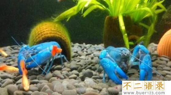 美国天空蓝魔虾，水质含铜产生纯蓝色变异品种(观赏虾)图片