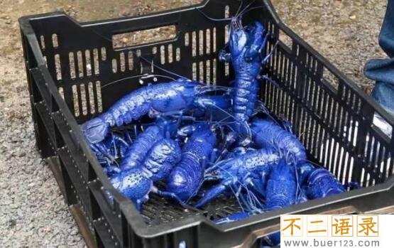 美国天空蓝魔虾，水质含铜产生纯蓝色变异品种(观赏虾)图片