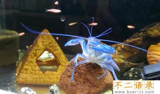 美国天空蓝魔虾，水质含铜产生纯蓝色变异品种(观赏虾)图片