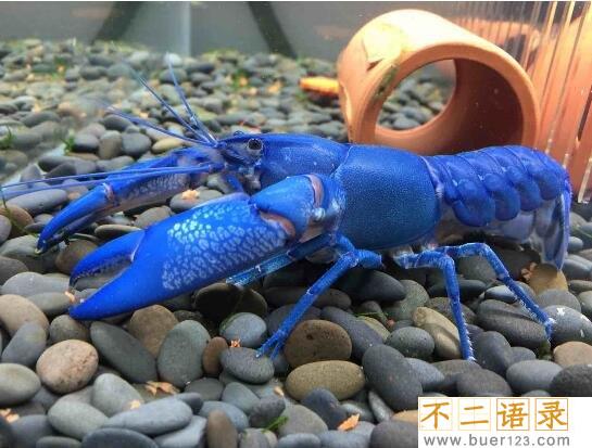 美国天空蓝魔虾，水质含铜产生纯蓝色变异品种(观赏虾)图片