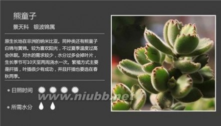 1000种多肉植物图鉴图片