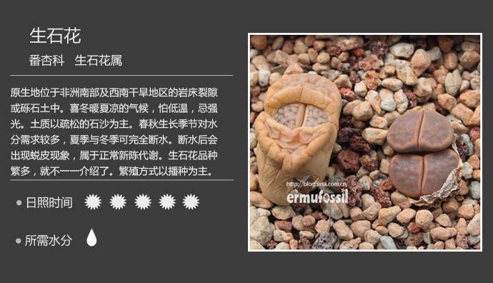 多肉植物品种大全图解图片