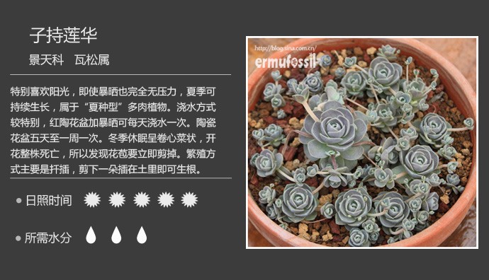 多肉植物品种大全图解图片