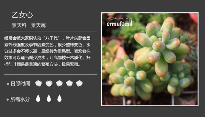 多肉植物品种大全图解图片