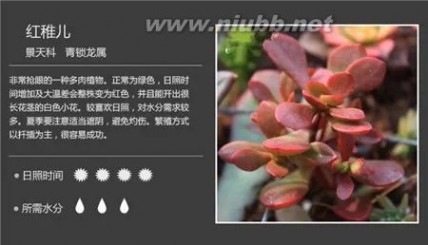 1000种多肉植物图鉴图片