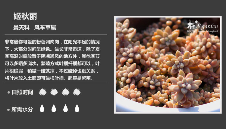 多肉植物品种大全图解图片