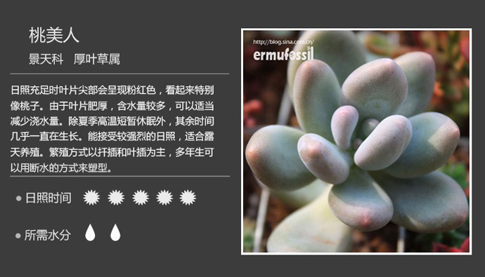 多肉植物品种大全图解图片