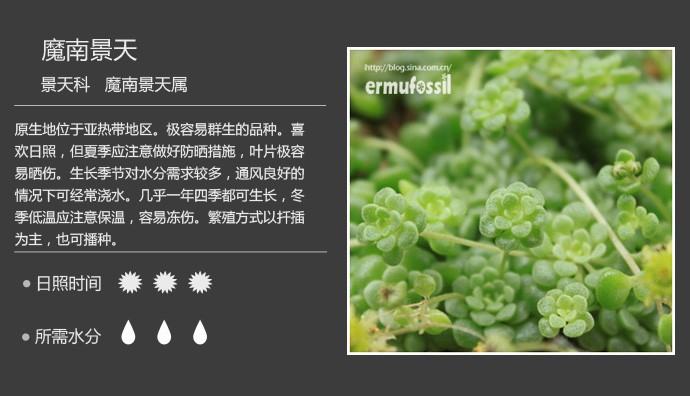 多肉植物品种大全图解图片