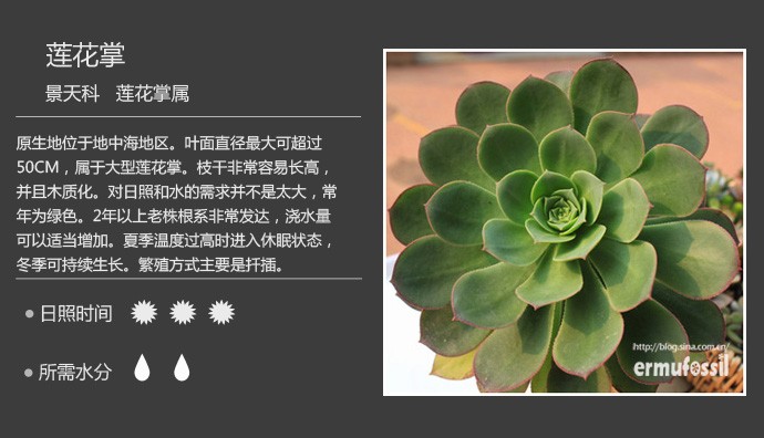 多肉植物品种大全图解图片