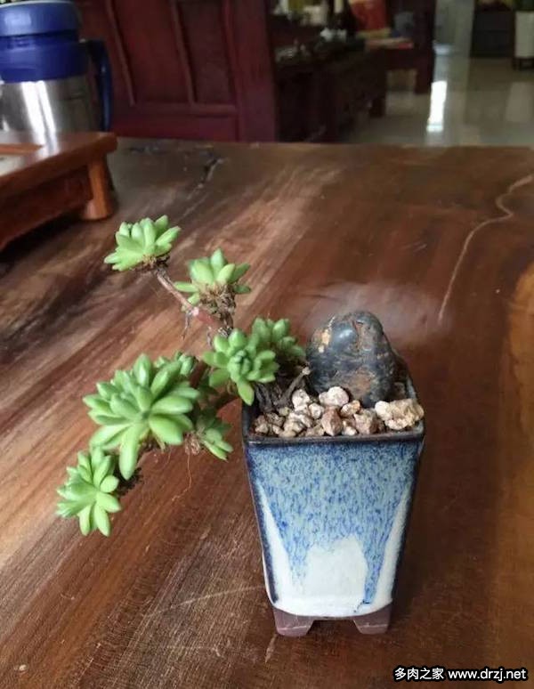 1000种多肉植物图鉴图片
