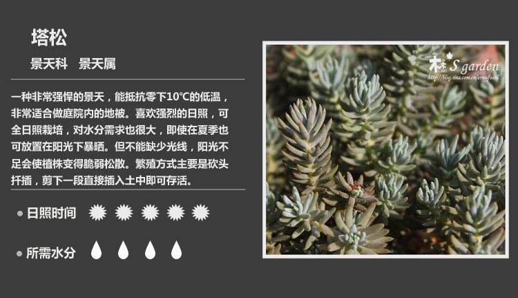 多肉植物品种大全图解图片