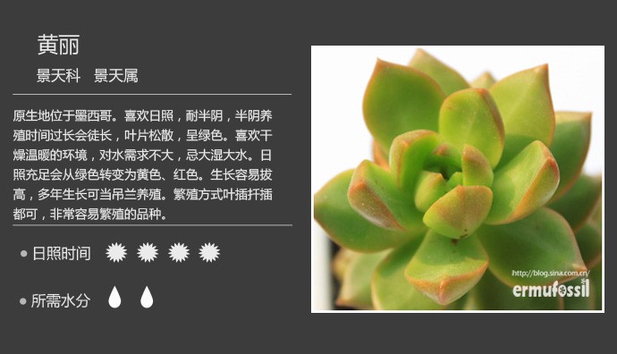 多肉植物品种大全图解图片