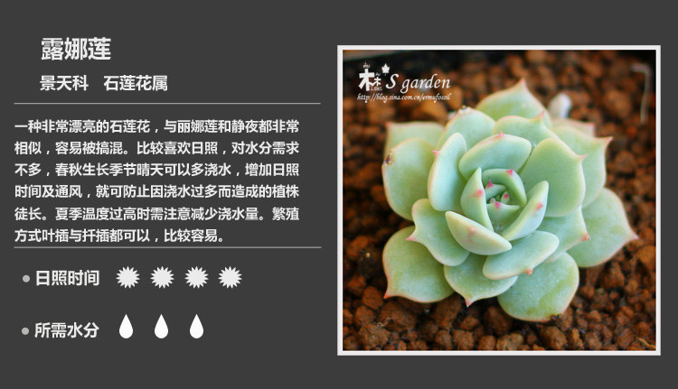 多肉植物品种大全图解图片