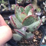 多肉植物品种大全图解图片