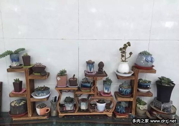 1000种多肉植物图鉴图片