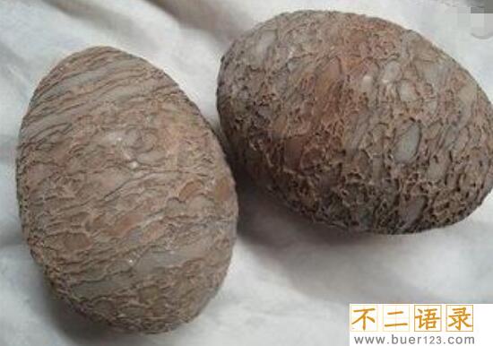 世界上最古老蛋，2.8亿年前的史前恐龙蛋(史前恐龙)图片