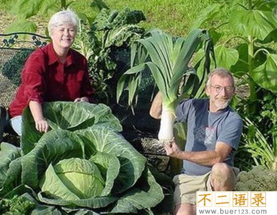 美国巨菜谷之谜，库页岛巨菜谷土豆比篮球还大(真相/图片)图片