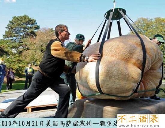 美国巨菜谷之谜，库页岛巨菜谷土豆比篮球还大(真相/图片)图片