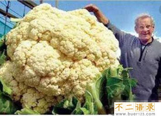 美国巨菜谷之谜，库页岛巨菜谷土豆比篮球还大(真相/图片)图片