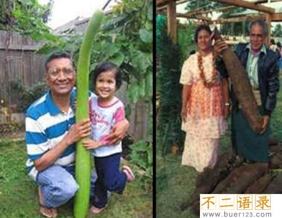 美国巨菜谷之谜，库页岛巨菜谷土豆比篮球还大(真相/图片)图片