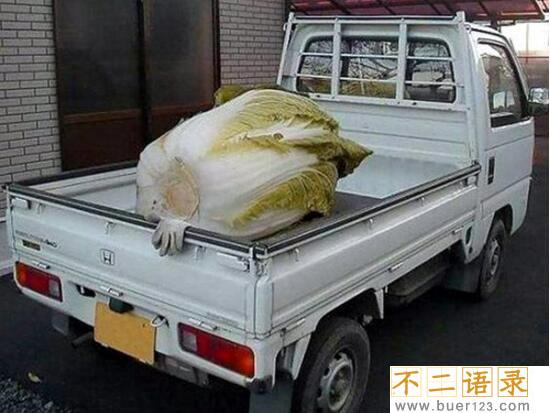 美国巨菜谷之谜，库页岛巨菜谷土豆比篮球还大(真相/图片)图片