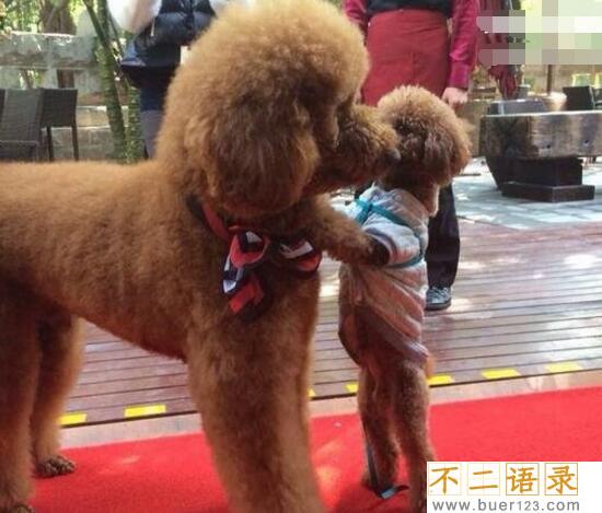 女生为什么不能养泰迪原因,一年365天每天发情/太过流氓图片
