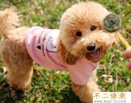 女生为什么不能养泰迪原因，一年365天每天发情/太过流氓图片