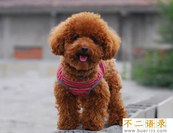 女生为什么不能养泰迪原因，一年365天每天发情/太过流氓图片