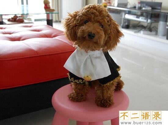 女生为什么不能养泰迪原因，一年365天每天发情/太过流氓图片